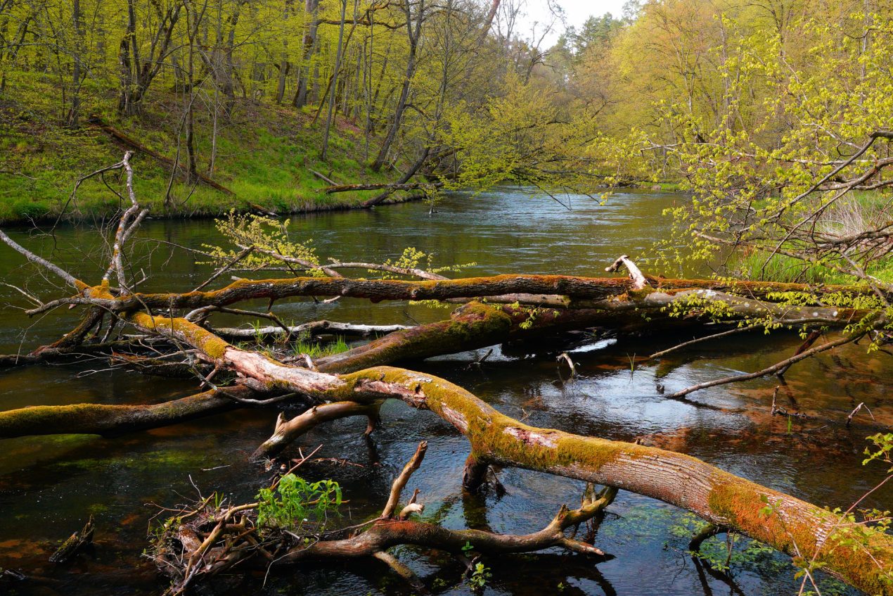Ilustracja do wpisu: Brda i uroczysko „Piekło”