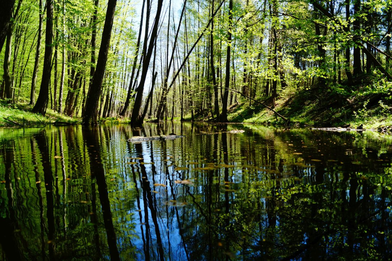 Ilustracja do wpisu: Przyrodniczo-leśna ścieżka dydaktyczna „Grabiny-Łąkorz”