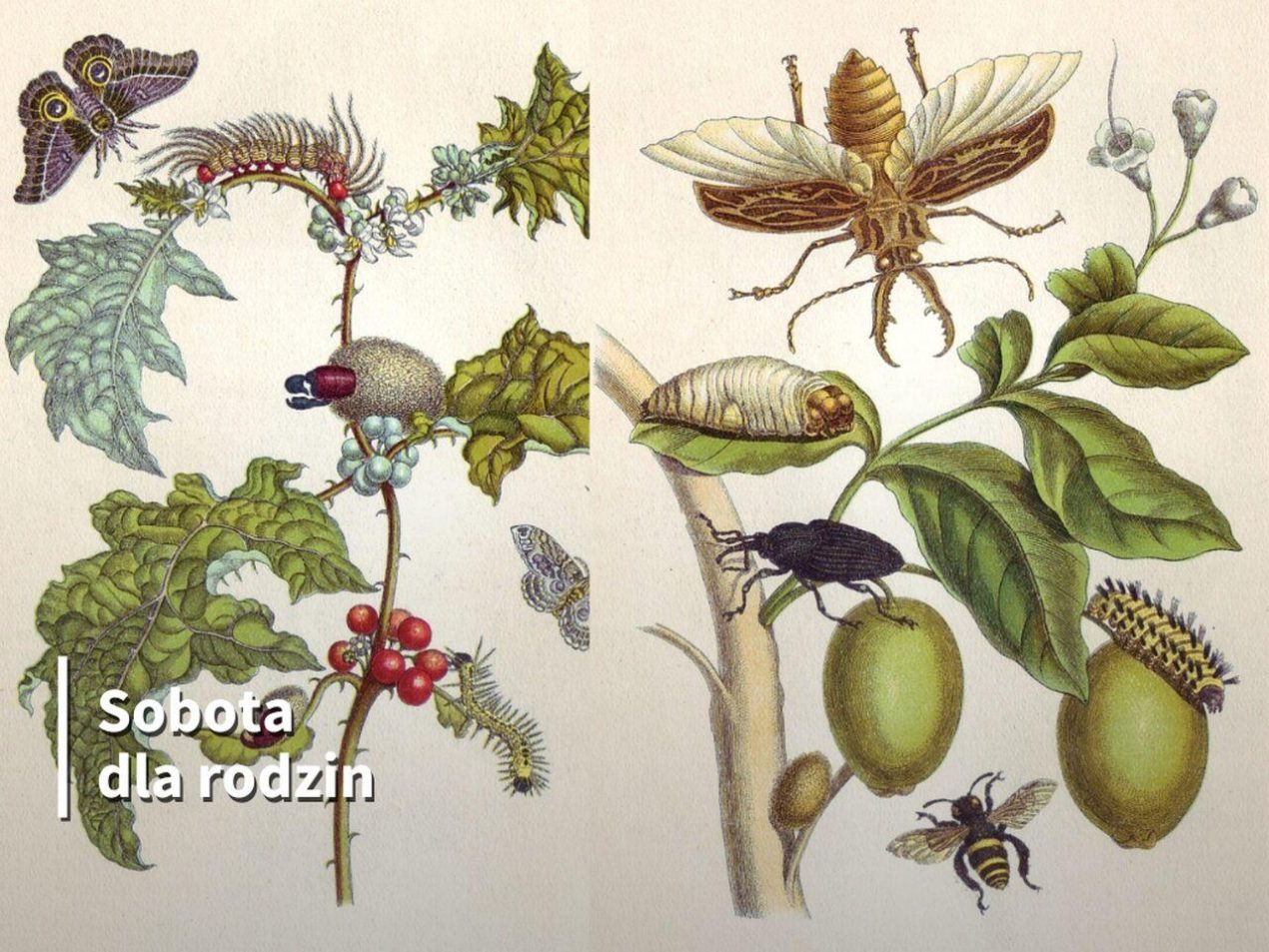 Ilustracja do wpisu: Sobota dla rodzin: „Anna Wazówna i