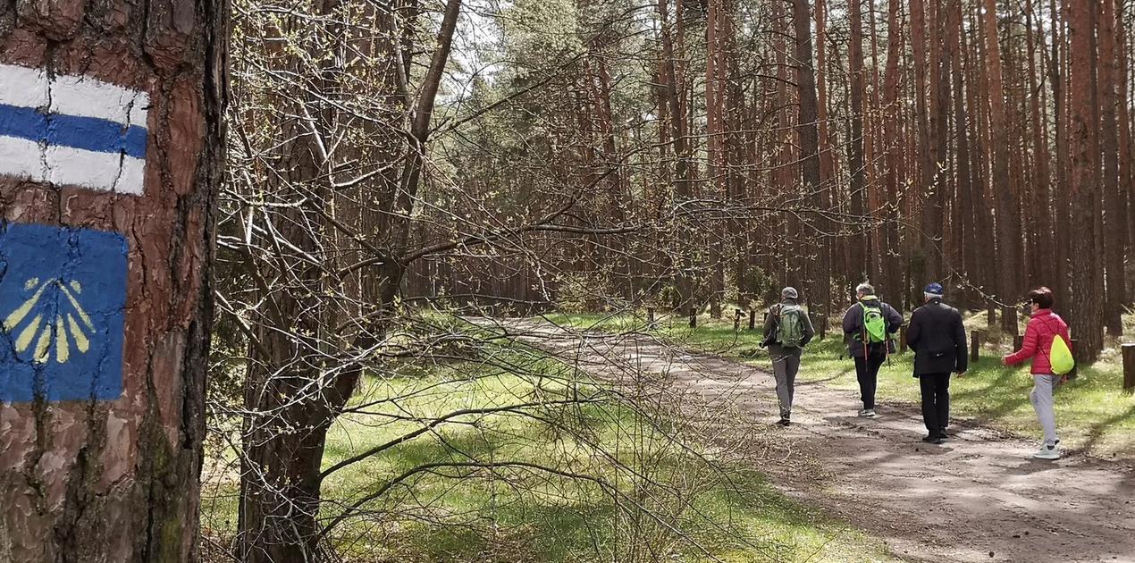 Ilustracja do wpisu: Camino Polaco na trasie Toruń –