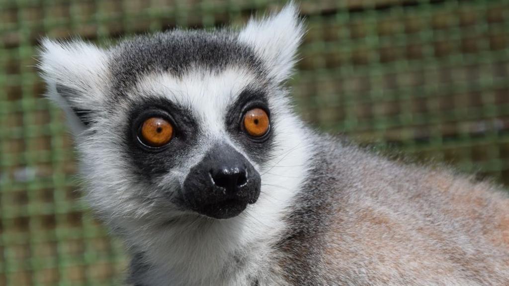 Ilustracja artykułu: Leśny Park Kultury i Wypoczynku „Myślęcinek”