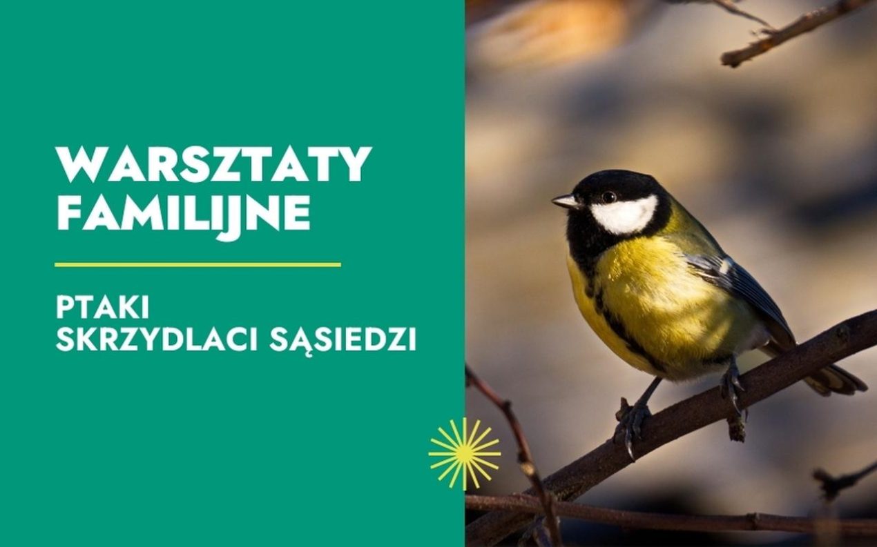 Ilustracja do wpisu: Warsztaty „Ptaki – skrzydlaci sąsiedzi”