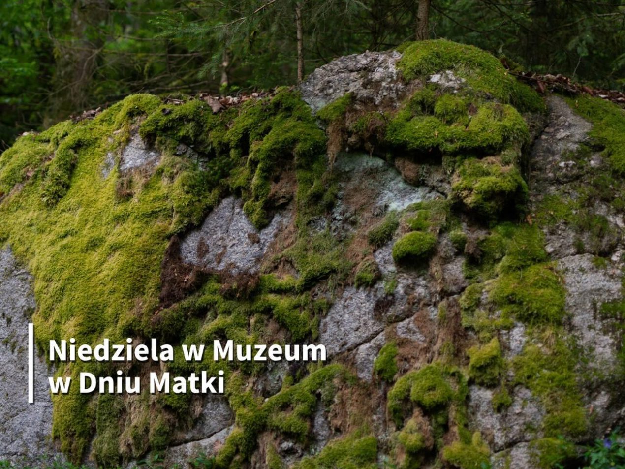 Ilustracja artykułu: Niedziela w Muzeum z okazji Dnia