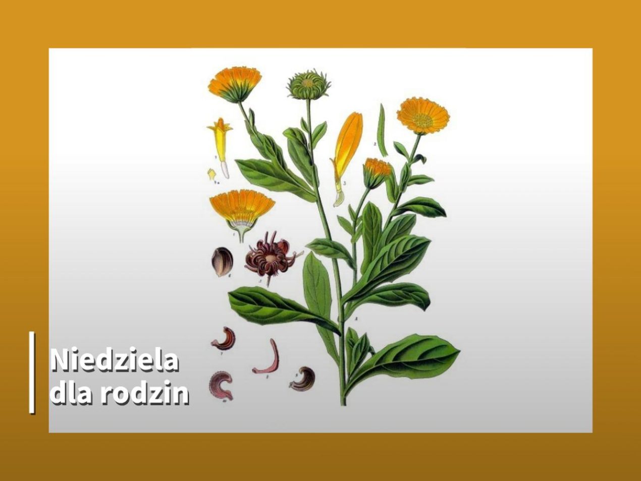Ilustracja do wpisu: Warsztaty z tworzenia kosmetyków z nagietka
