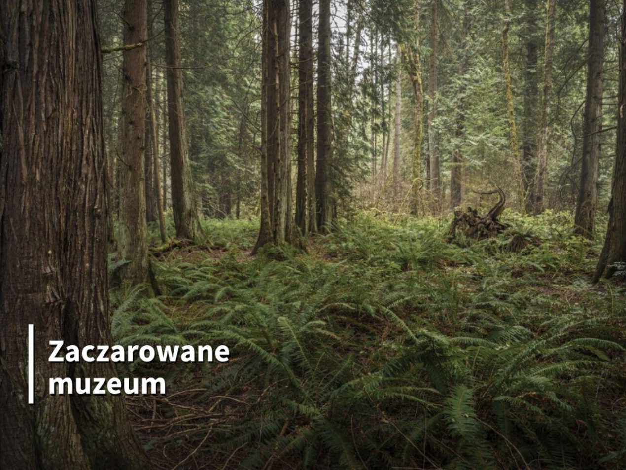Ilustracja artykułu: Warsztaty plastyczne „Zaczarowane muzeum”